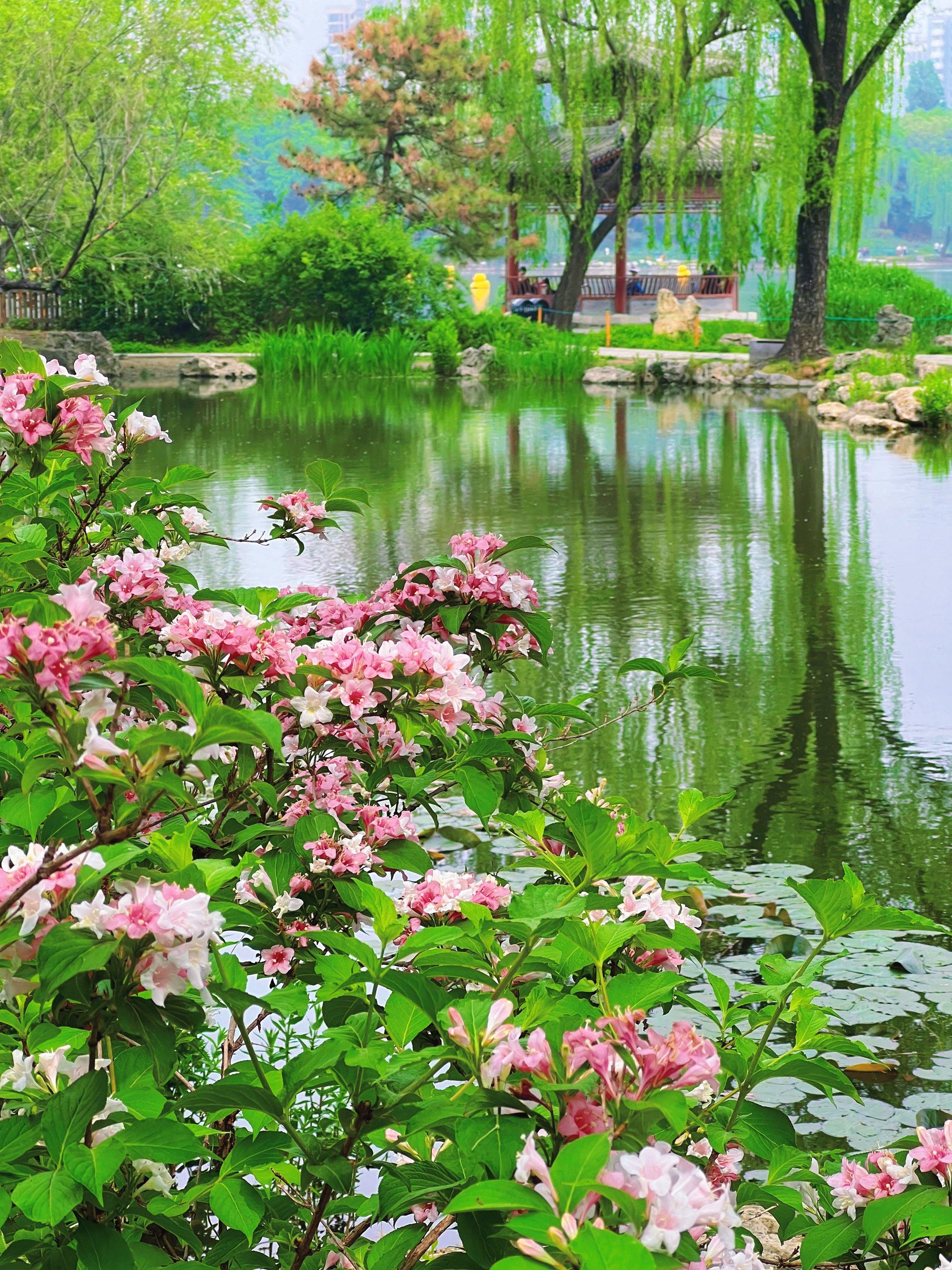 宝藏紫竹院系列-灌木花群开放,湖南岸锦绣山河