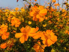 -北京东方普罗旺斯薰衣草庄园