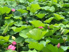 -陈家山荷花公园