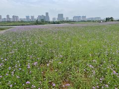 -洋湖国家湿地公园