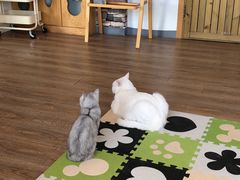 -猫的茶·猫咖