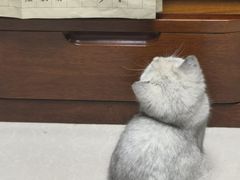 -心仪动物医院·牙专科·肿瘤·心脏科(西客站院)