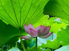 -陈家山荷花公园