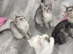 -楼上猫咖(罗湖店)