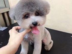 -宠物梦想家(日月豪庭店)