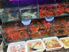 -曲阳花鸟市场(曲阳路店)