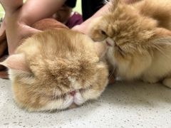 -瑞鹏宠物医院·夜间急症·心超·猫科(祖庙分店)