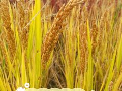 -前小桔亲子创意农场·草莓采摘·露营烧烤