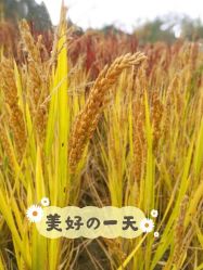 -前小桔亲子创意农场·草莓采摘·露营烧烤