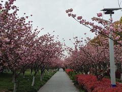 -高东镇樱花园