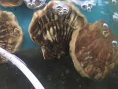 -四海鲜渔家菜(黄金海岸店)