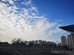 -吉丁鸟咖·异宠·寄养