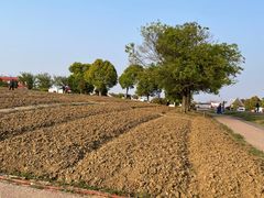 -西京湾花海