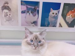 -喵的天空名猫咖啡馆·撸猫·猫舍·用品