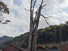 -灵光寺