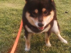 -南京Hallo宠物乐园·哈罗犬舍·柴犬繁育基地