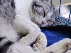 -喜多萌中农锦绣动物医院24H·猫科·牙科MRI·CT