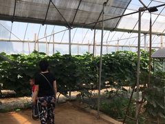 -庞各庄翠芳园西瓜蔬菜基地采摘园