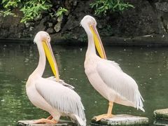 -昆明动物园