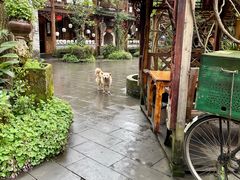 -青城甲(青城山店)