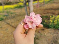 -绵阳盛世樱花悠乐谷