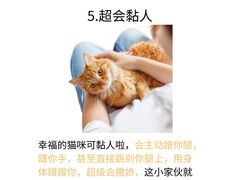 -欣宠猫屋·矮脚拿破仑·蓝金金渐层