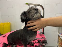 -瑞鹏宠物医院·爱宠堂·骨外专科(西荷分院)