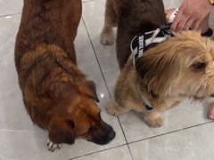 -瑞鹏宠物医院·超声·骨科·奇麟分院(蜀都万达店)