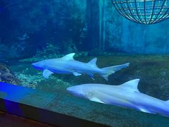 -大连圣亚海洋世界