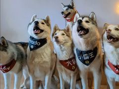 -Husky Go! 哈士奇体验馆·宠物咖啡厅狗咖
