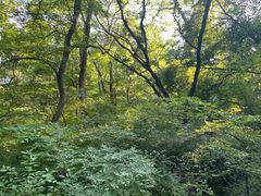 -大青沟风景区