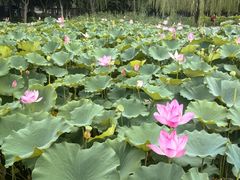 -莲花池公园