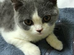 -猫大福·Fortune Cat猫舍(百子湾店)