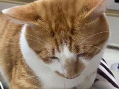 -伟伟宠物医院·瑞派猫友好医院·猫科(光谷店)