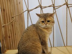 -柴迷FANS CLUB·柴犬狗咖·猫咖