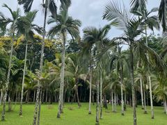 -中国科学院西双版纳热带植物园
