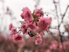 -天适樱花悠乐园