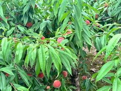 -桃源山庄·水蜜桃采摘·柴火鸡·烧烤团建(龙泉山店)