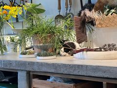 -自由生长植物工作室(深港花卉中心店)