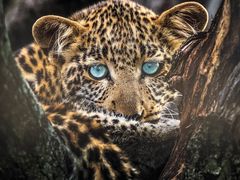 -罗红摄影艺术馆