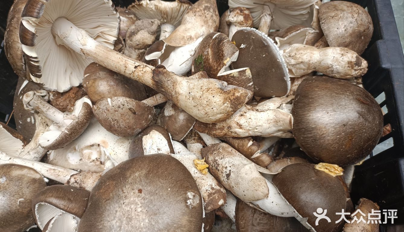 云南美味的的菌子火锅