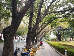 -柠檬树茶餐厅(海雅缤纷城店)
