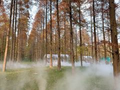 -黄海国家森林公园