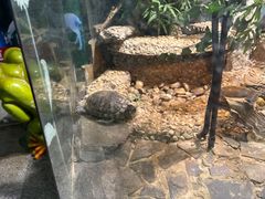 -上海大自然野生昆虫馆(东方明珠·爬宠昆虫探索中心)