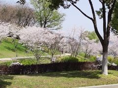 -羊山湖公园