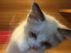 -猫十亿·布偶金渐层·曼基康矮脚猫舍(青年路店)