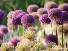 -国家植物园南园