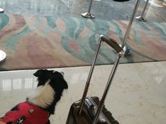 -上海崇明金茂凯悦酒店