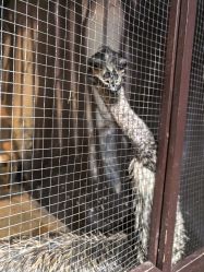 -酷嗒动物文化乐园(cutezoo西溪乐天城店)