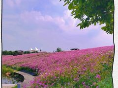 -大塘金香草谷